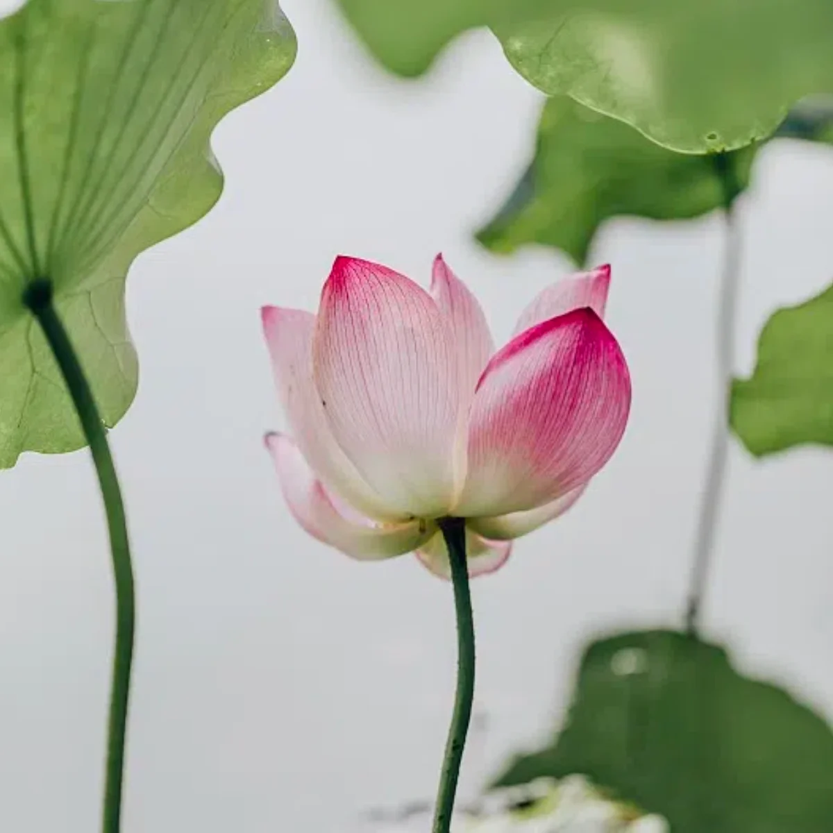 Analizator skóry twarzy 3D AI, wykrywanie problemów skóry, diagnostyka, analiza profesjonalna 8 spektrów, sprzęt do salonów kosmetycznych.