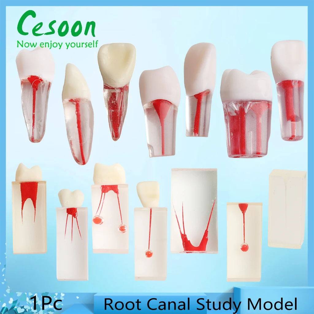 Dental Endodontic Root Canal Study Model RCT Demo Endo Rotary Files Practice Medullary Pulp Cavity Resin Teeth Dentist Teaching