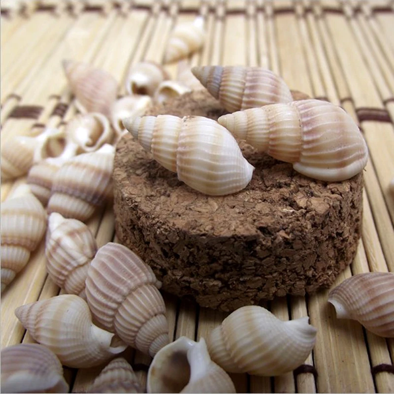 100PCS Small Conch Shell Natural Craft Aquarium Fish Tank Decoration Vase Filler for Home Party Wedding DIY Candle Making