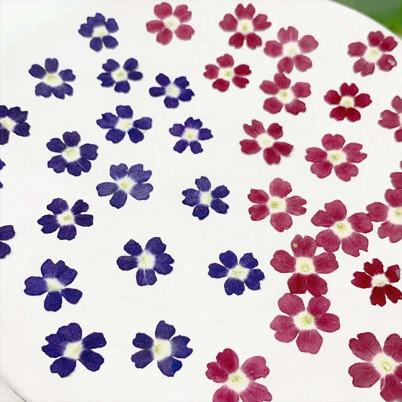 24 قطعة ، Verbena الزهور الجافة لتقوم بها بنفسك الراتنج جراب هاتف إطار صور النبات مسمار الفن ومستلزمات ماكياج الحرفية ، مجموعة أدوات الزهور المضغوطة