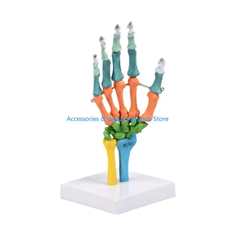 modelo-anatomia-del-esqueleto-mano-humana-tamano-real-77jd-con-articulaciones-moviles-modelo-hueso-mano-por