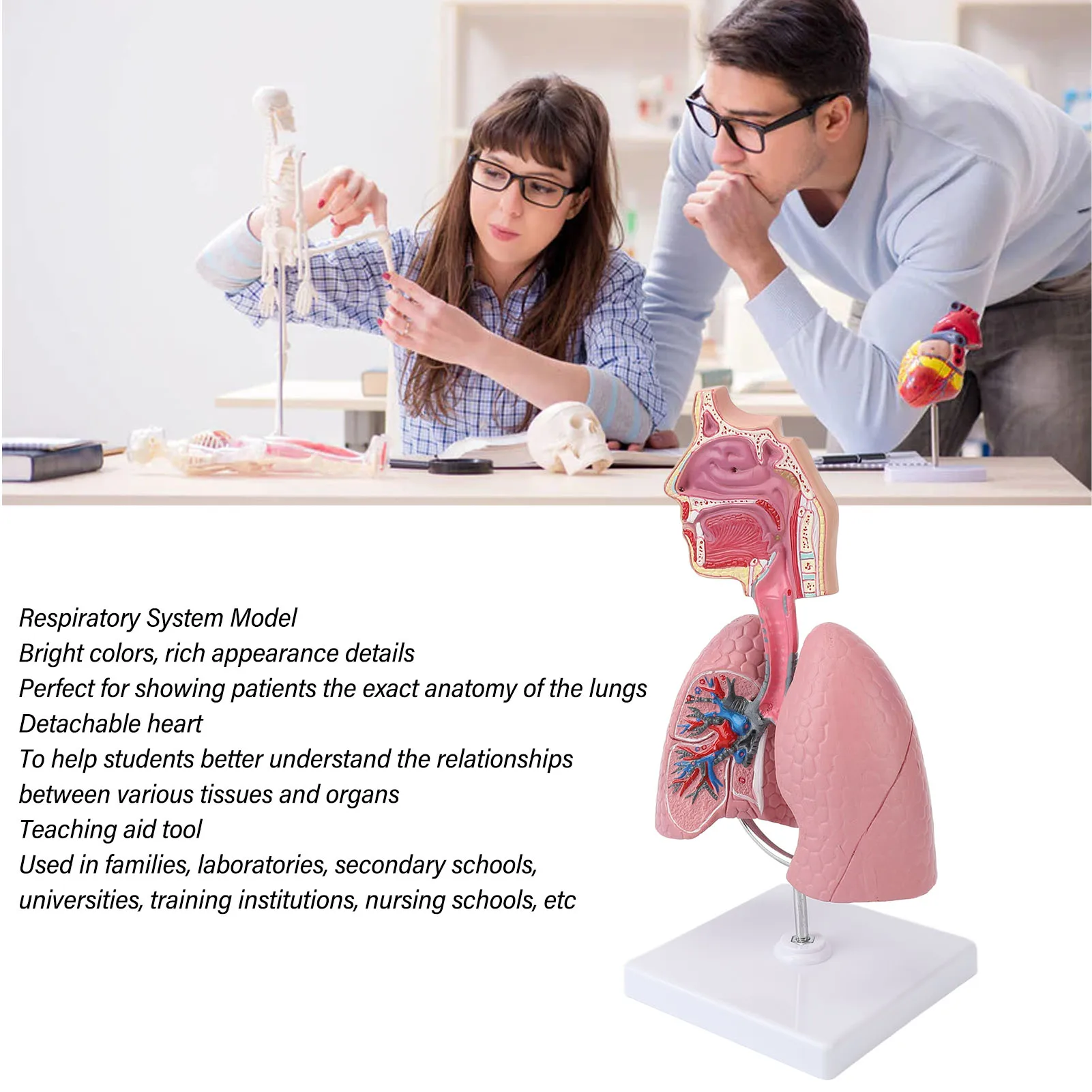 Respiratory System Model with Removable Heart Human Lung Anatomical Model Display for Students Study Teaching Tool