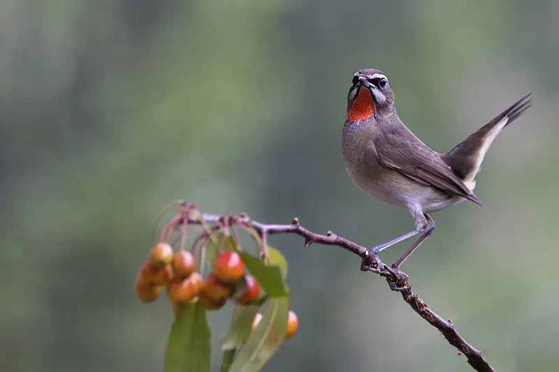 Finder JHE20B / JHE42B / JHE42B_S 5V Super lauter Summer Tracker mit LED-Summeralarm für FPV Racing Drone Flight Controller