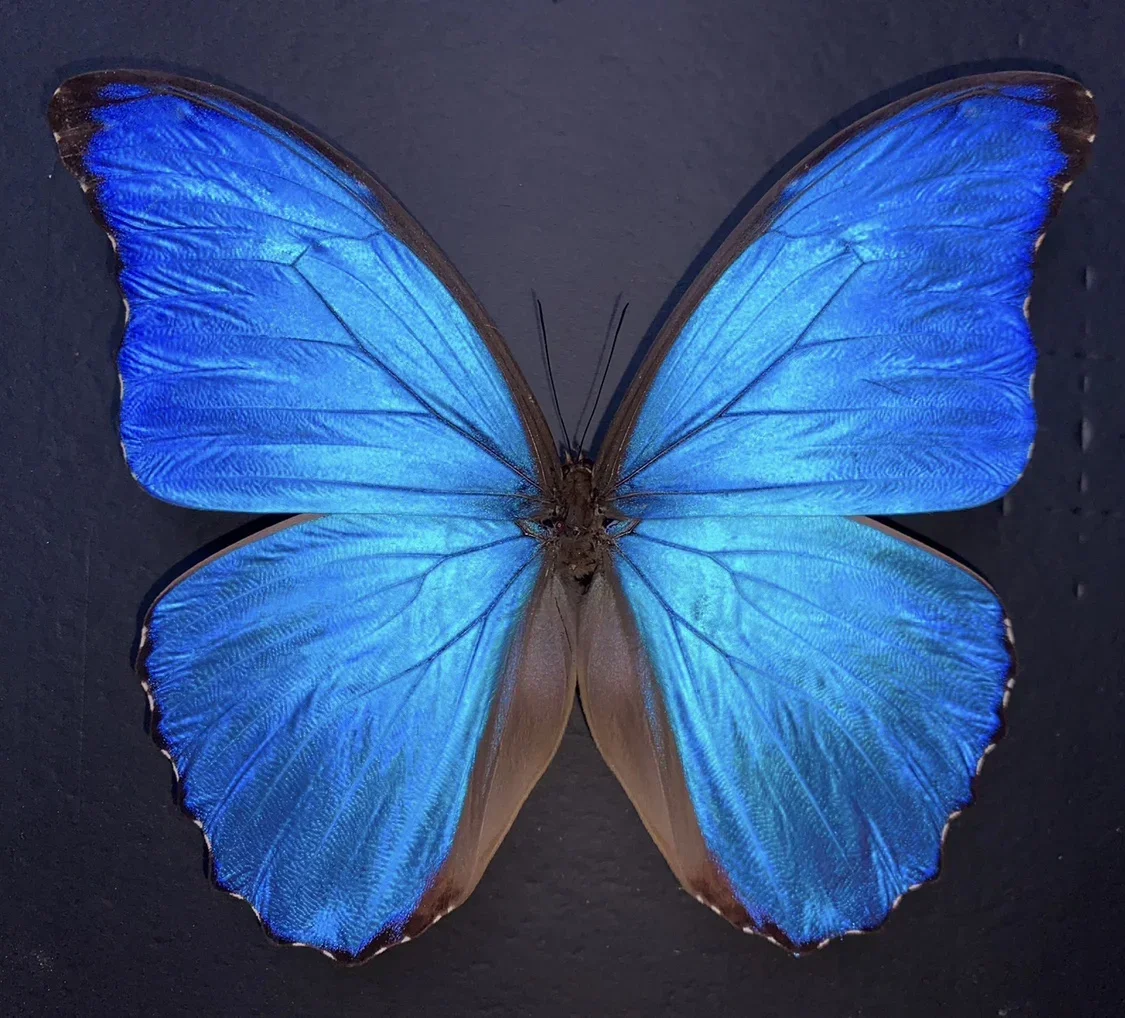 Morpho Menelaus Occidentalis Moroho Didius Real Butterfly Specimens Without Open Wings Entomologist Insect Lover