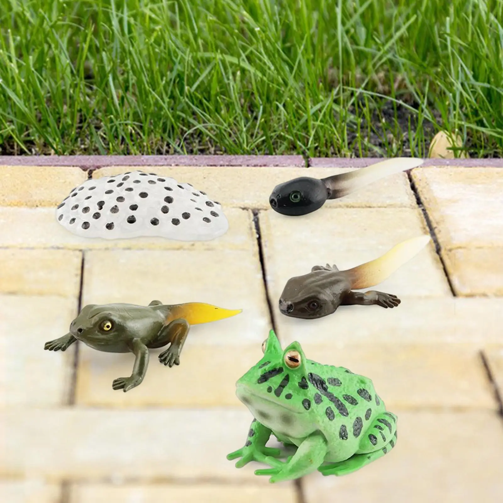 โมเดลวงจรชีวิตกบ 3 ตัว ของเล่นรูปสัตว์สำหรับการเรียนรู้วงจรชีวิตสัตว์ สำหรับงานโปรเจกต์