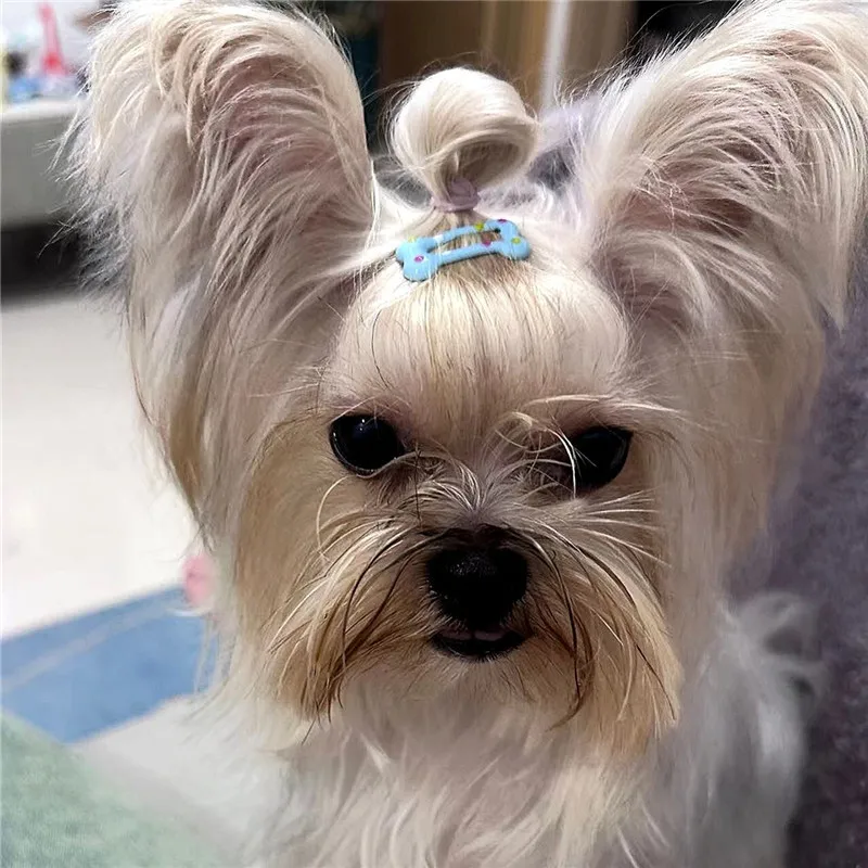 5/10/20pcs Dog Hair Clips Multicolor Barrettes Small Bone Snap Hair Clips for Dog Cat Pet Grooming Bows Pet Hair Accessories