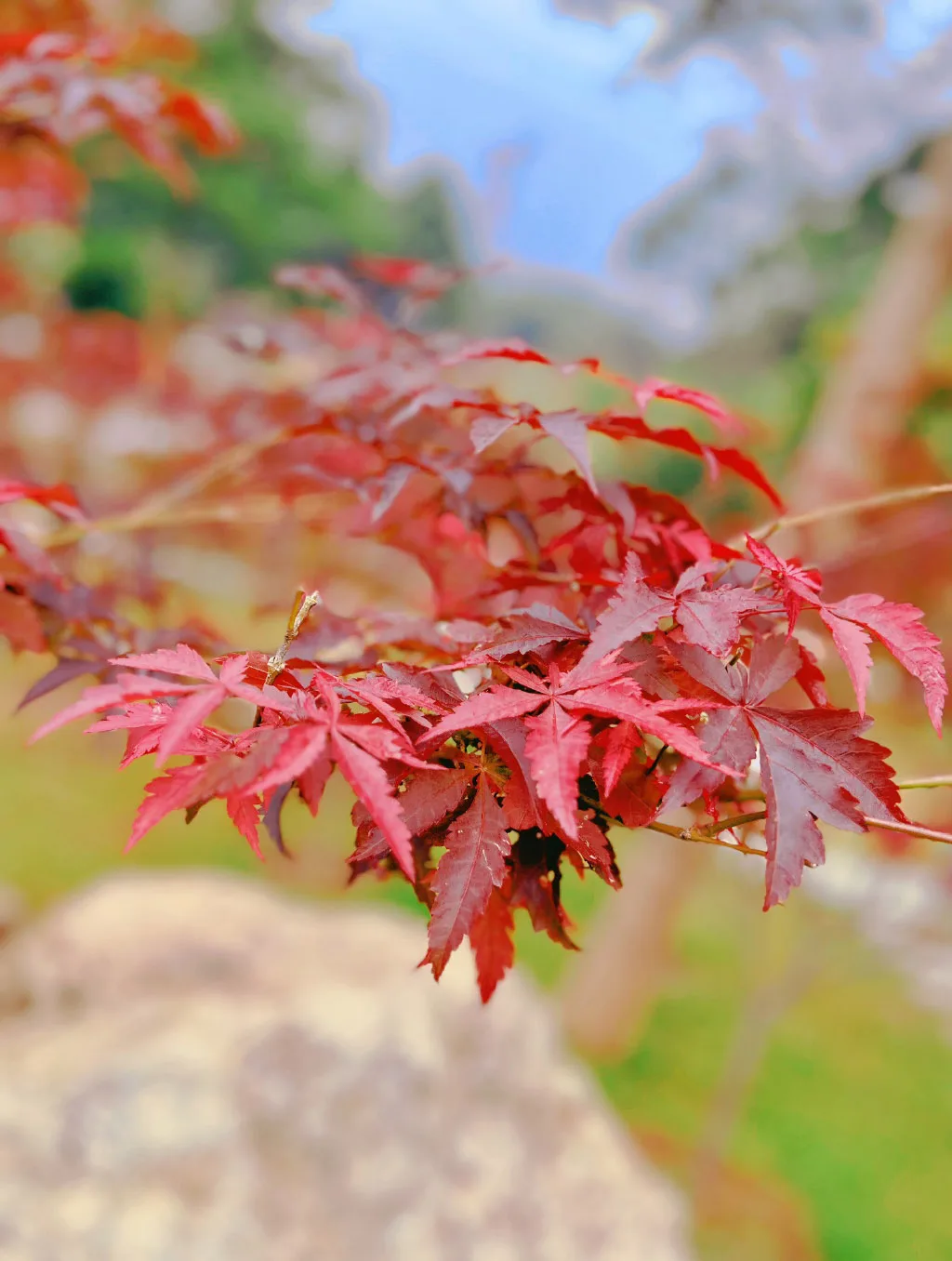 

300ml\330ml 1pcs Golden Edge Water Cup Household Relief Heat-resistant Cup Beverage Cocktail Martini Glass Cups Bar Set