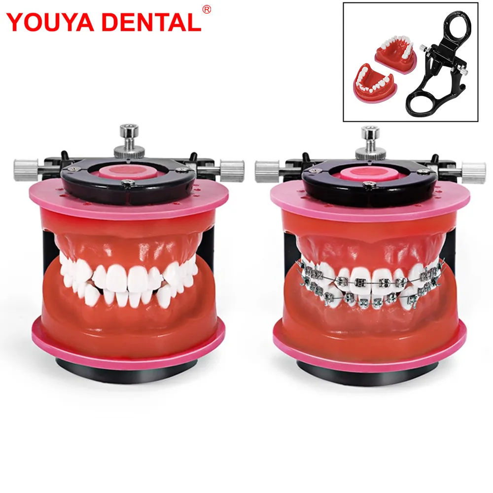 Dental Orthodontic Treament Model Standard Orthodontic Model Traning Typodont Practice Teeth Model For Dental Students Dentist