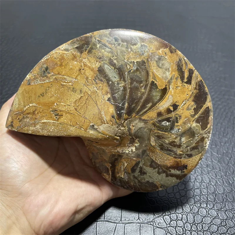 1626g Rare Big Beautiful natural Chrysanthemum grain conch Ammonite