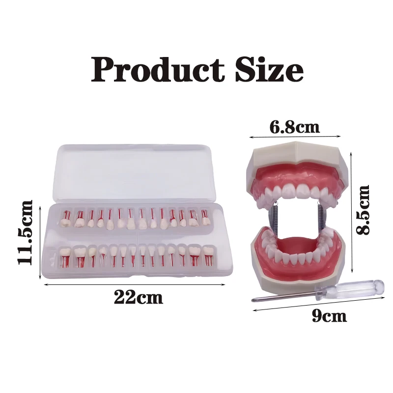 28pcs Dental Endodontic Teeth Model Full Mouth Root Canal Practice Study Model Study Endo Student Training Study Resin Replace