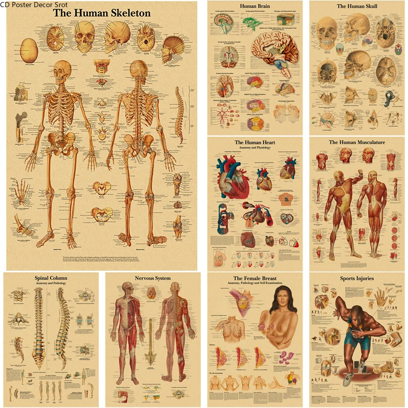 Póster Retro de la estructura corporal, carteles de esqueleto de papel Kraft de anatomía y fisiología, decoración artística para habitación médica del hogar, pintura de pared
