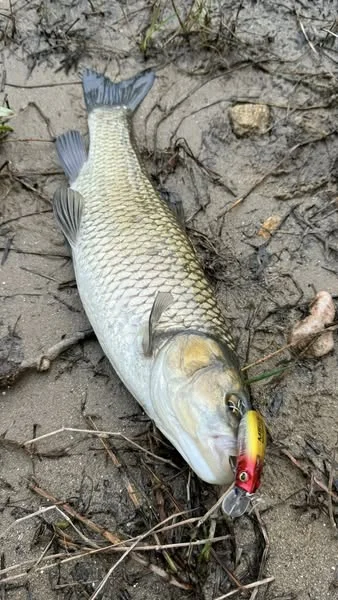 Kingdom Micro Angelköder 4,7g 6g 6,2g 9,8g 12,2g Sinkender Schwimmender Minnow Künstlicher Schwimmköder Weitwurf-Wobbler Angelköder – Detail 1