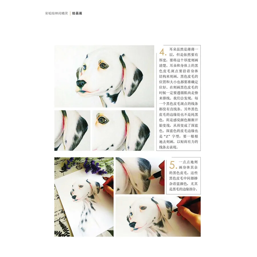 Tutorial de desenho de lápis de cor baseado em zero para pássaros animais