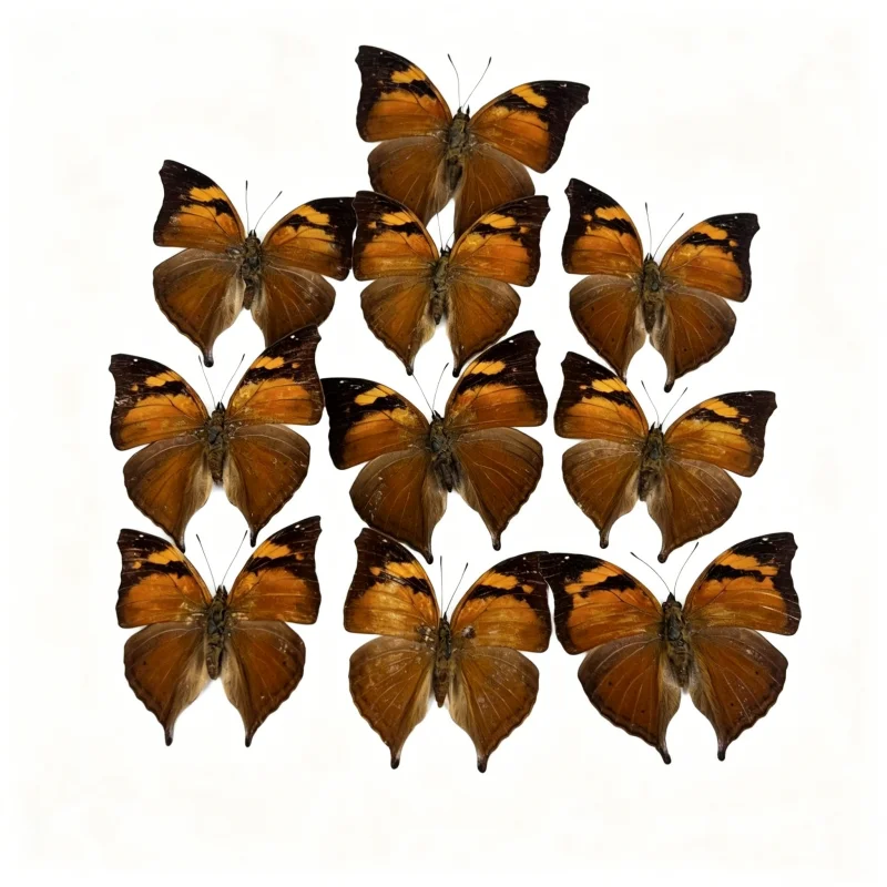 6-100 pcs natural Real Butterflies Specimen (Doleschallia bisaltide）