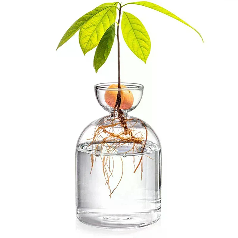 Avocado Seed Starter Vase Transparent Glass Vase Vase For Growing Plant Glass Seed Growing Kit For Gardening Lovers