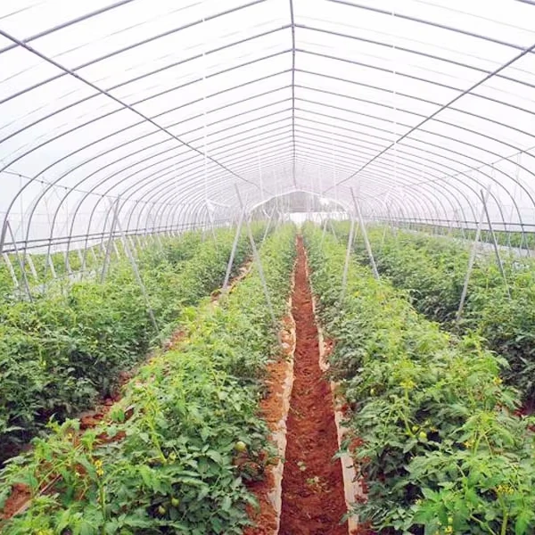 

Customized greenhouseHigh-Quality PO Film Tunnel Greenhouse for Vegetables/Fruits/Mushrooms