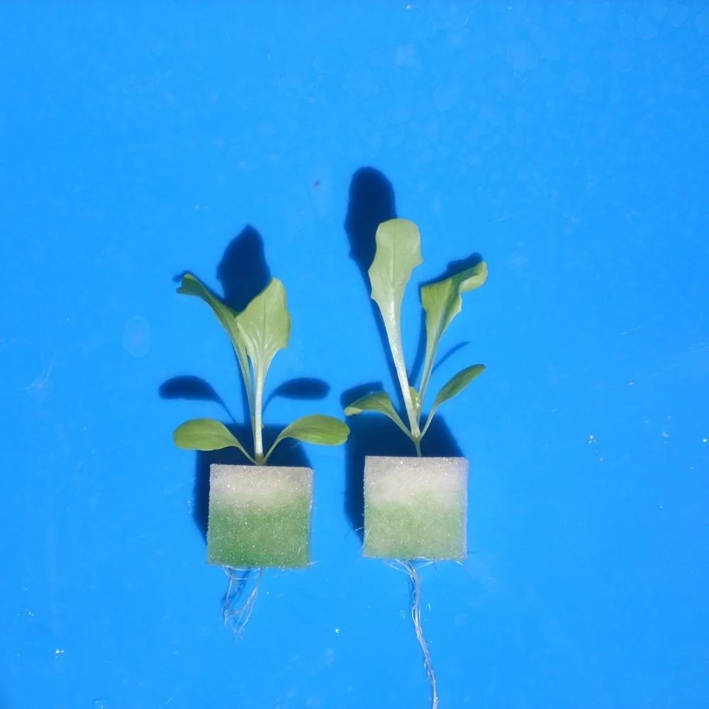 96 Wells Hydroponic Vegetable Sponge Without Edges 30*20cm Nursery Sponge Superabsorbent Plant Flower Seed Sponge