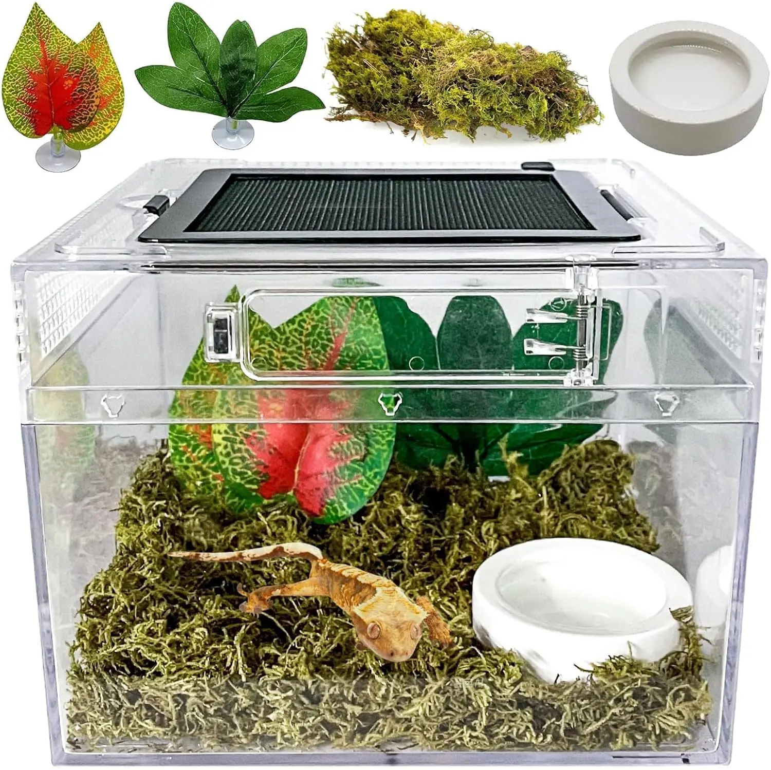 Reptile Terrarium, …