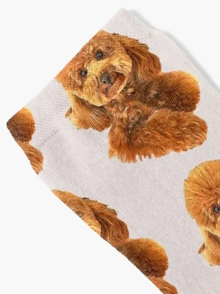 Poodle Mini Toy Puppy Dog Doodle Love Socks christmas stocking valentine gift ideas Male Socks Women's