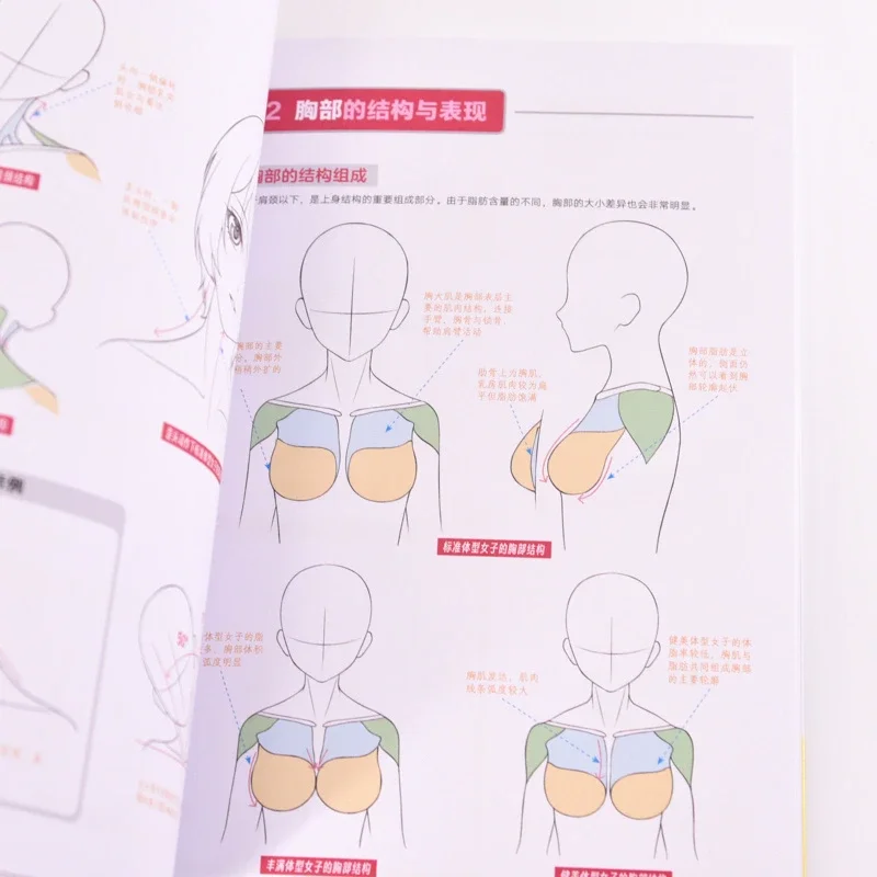 Beauty Pose Anime Female Body+Structure+Dynamic Analysis