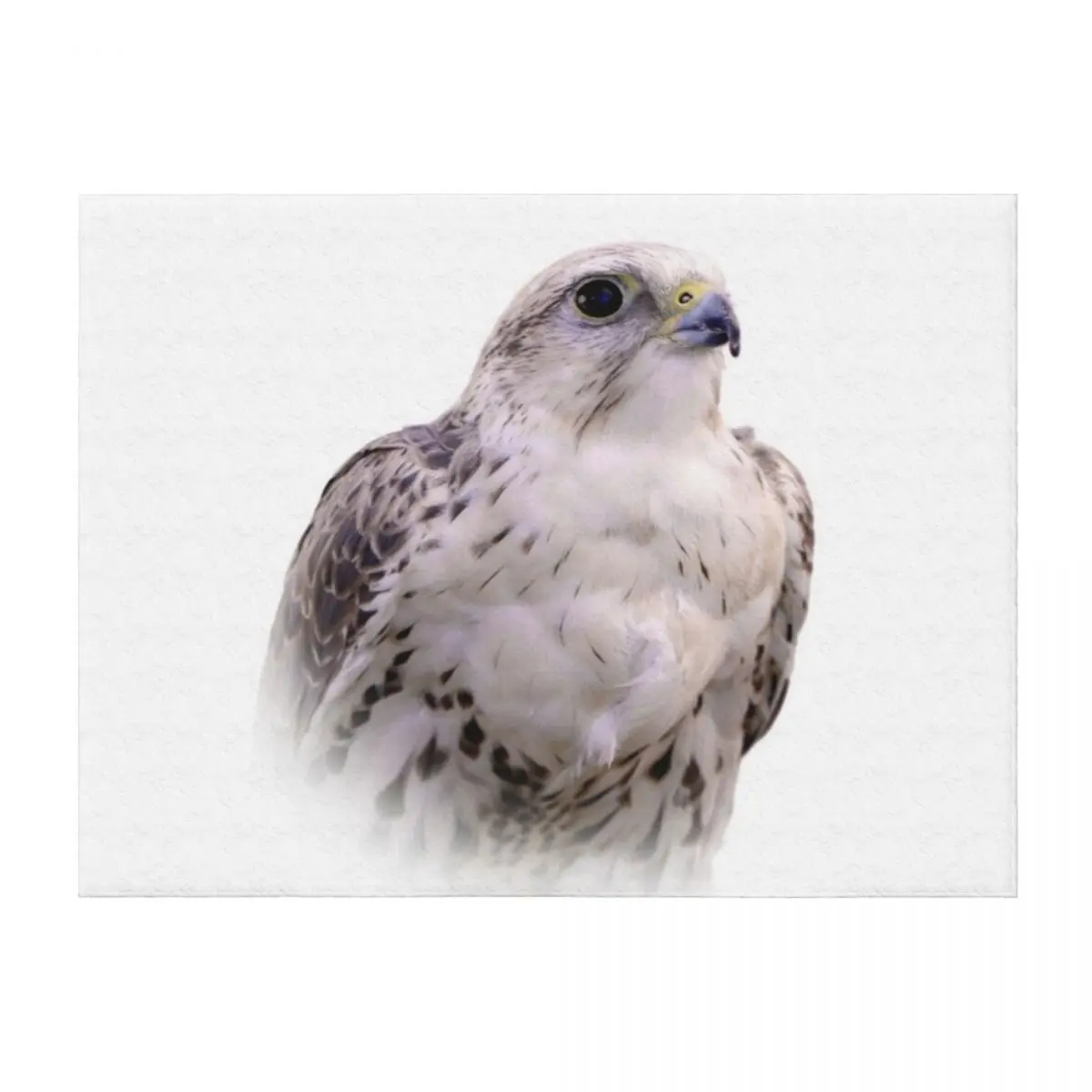 

Up Close and Personal with a Stunning Saker Falcon Throw Blanket bed plaid For Sofa Thin Sofa Quilt Blankets For Sofas Blankets
