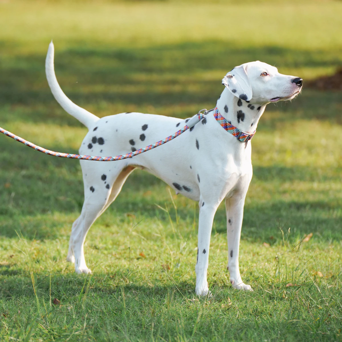 Leinen- und Halsband-Set für kleine, mittelgroße und große Hunde, Haustier, französische Bulldogge, Chihuahua, Mops, Outdoor-Walking, Leinenhalsband, Leinenzubehör – Detail 4