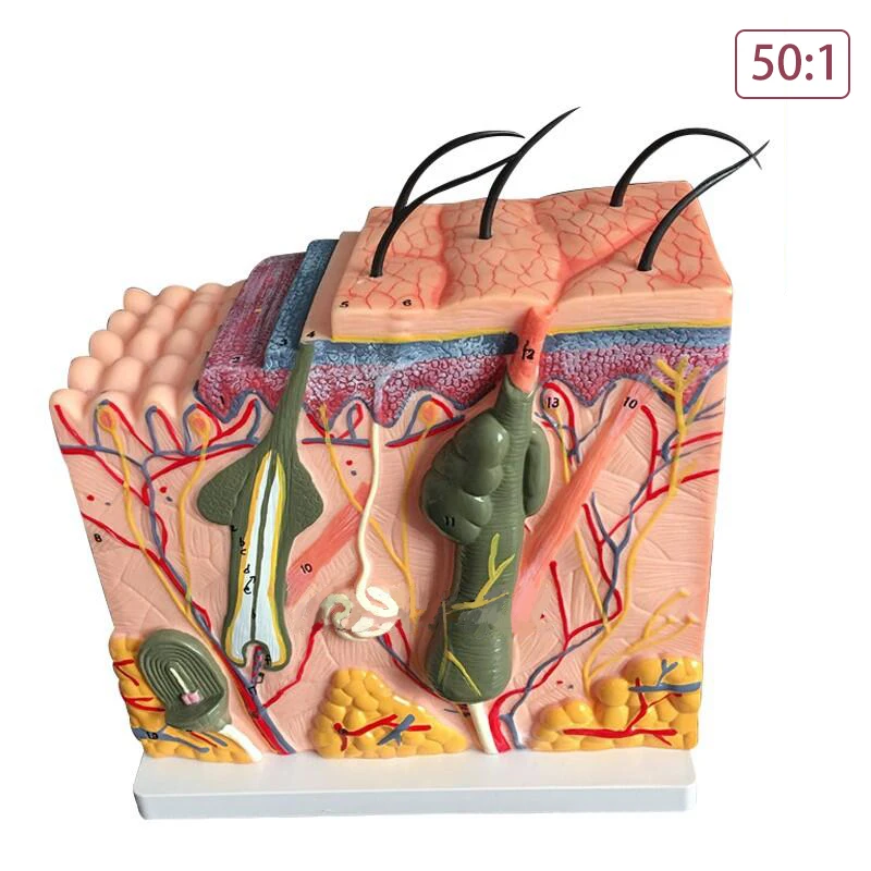 Human Anatomical Skin Subcutaneous Tissue Dissection model school model Anatomy Biology Teaching Aids