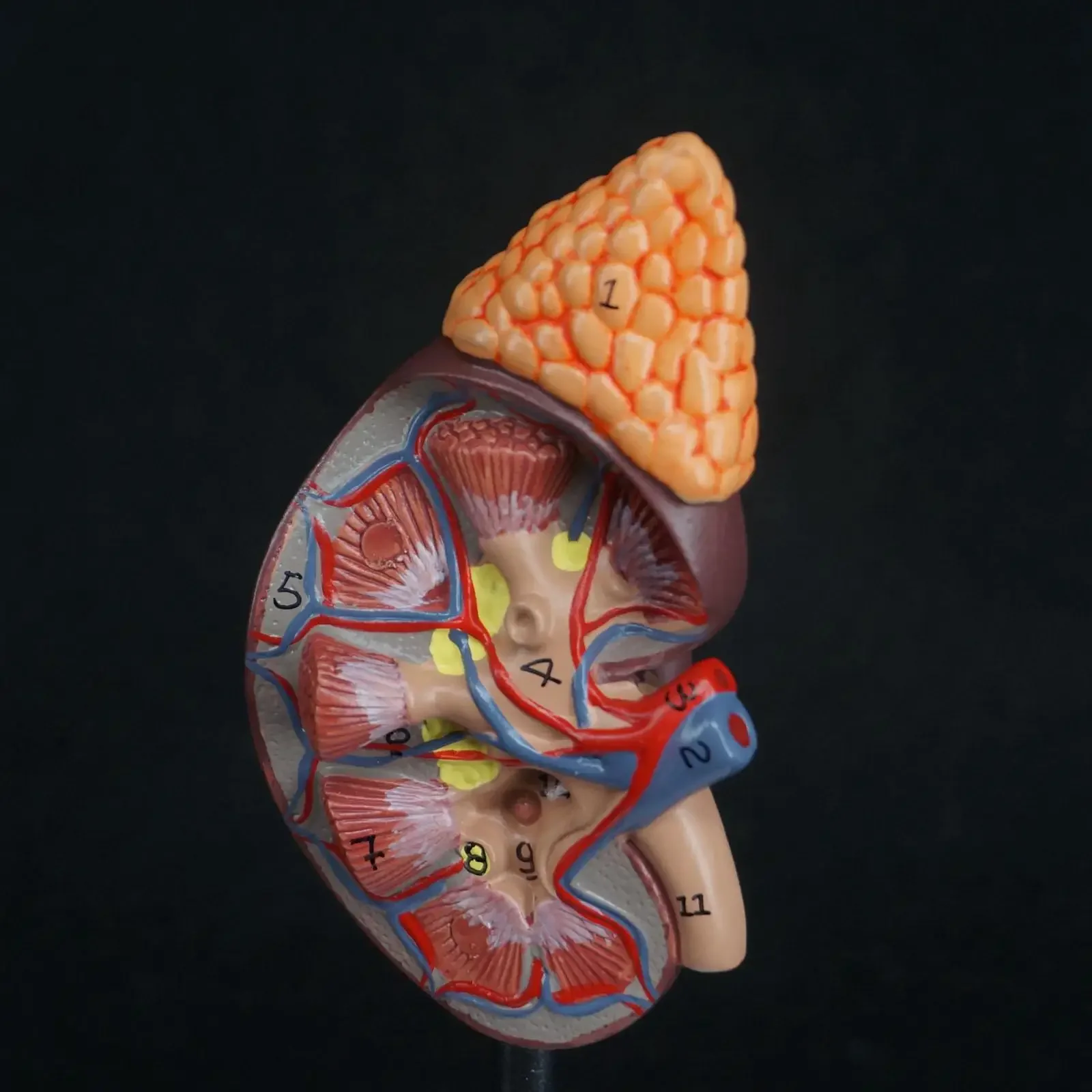 Human Kidney with Adrenal Gland Anatomical Medical Model Urology Anatomy Natural Life Size Teaching Resources