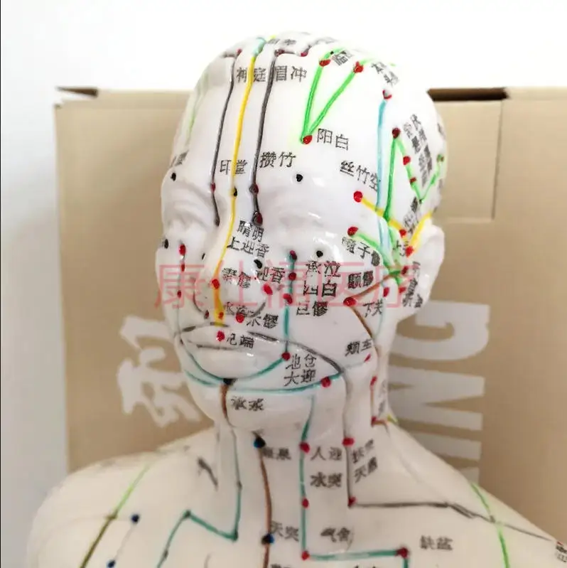 Acupuncture points human body model 50cm male or female models clear meridians human acupuncture model