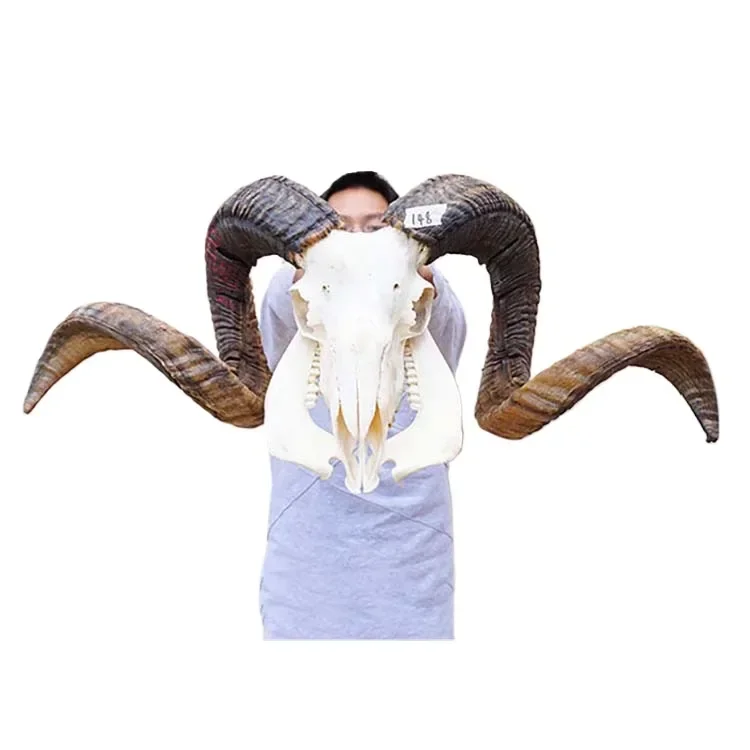 Tibet pure natural real sheep skull decorations Ornaments luxury home decor totem feng shui figure wall hanging handicrafts