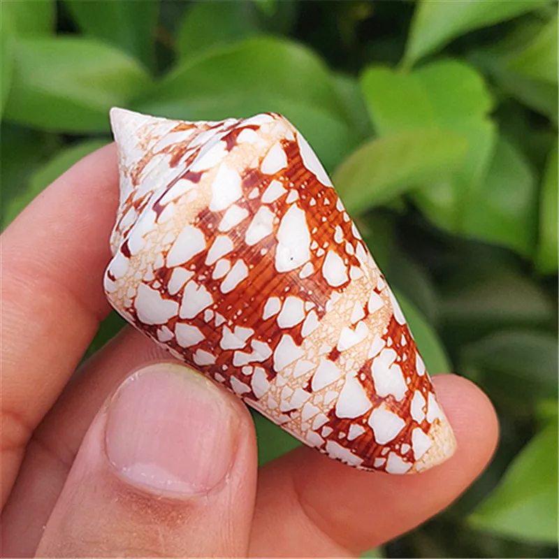 

Natural rare conch shell specimen Admiral cone shell Mediterranean home collection decoration teaching science popularization