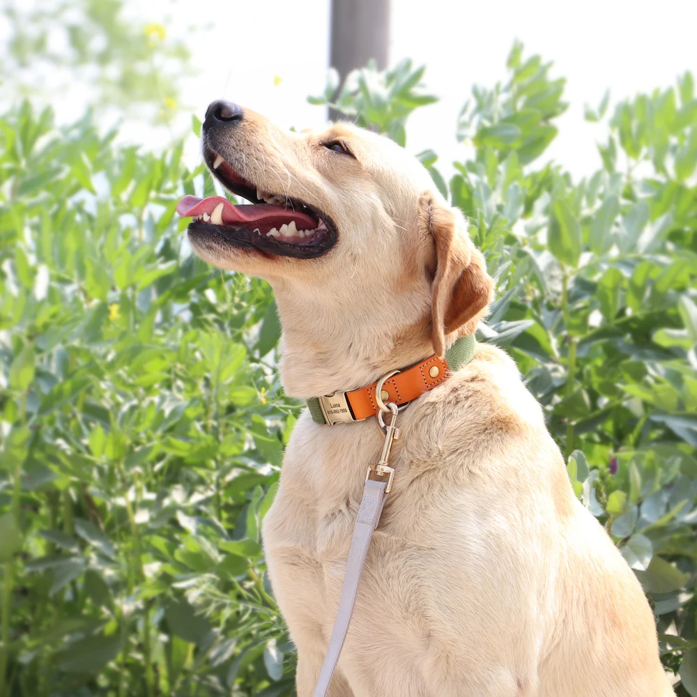 Naylon özel köpek yavrusu yaka tasma seti kişiselleştirilmiş hakiki deri Pet tabela kimlik etiketi aksesuarları yaka evcil hayvan ürünleri Perro