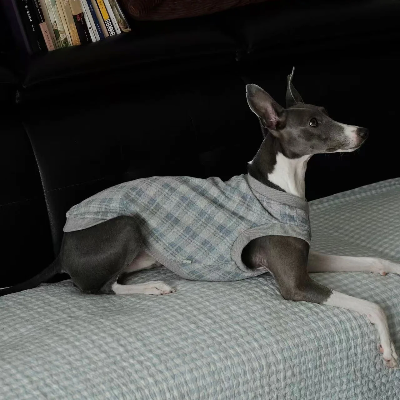 Warme winterkleding voor honden, bestaande uit twee delen: een katoenen shirt met een hoge kraag en een geruit gebreid vest. Geschikt voor windhonden, zoals de Whippet en de Italiaanse windhond.