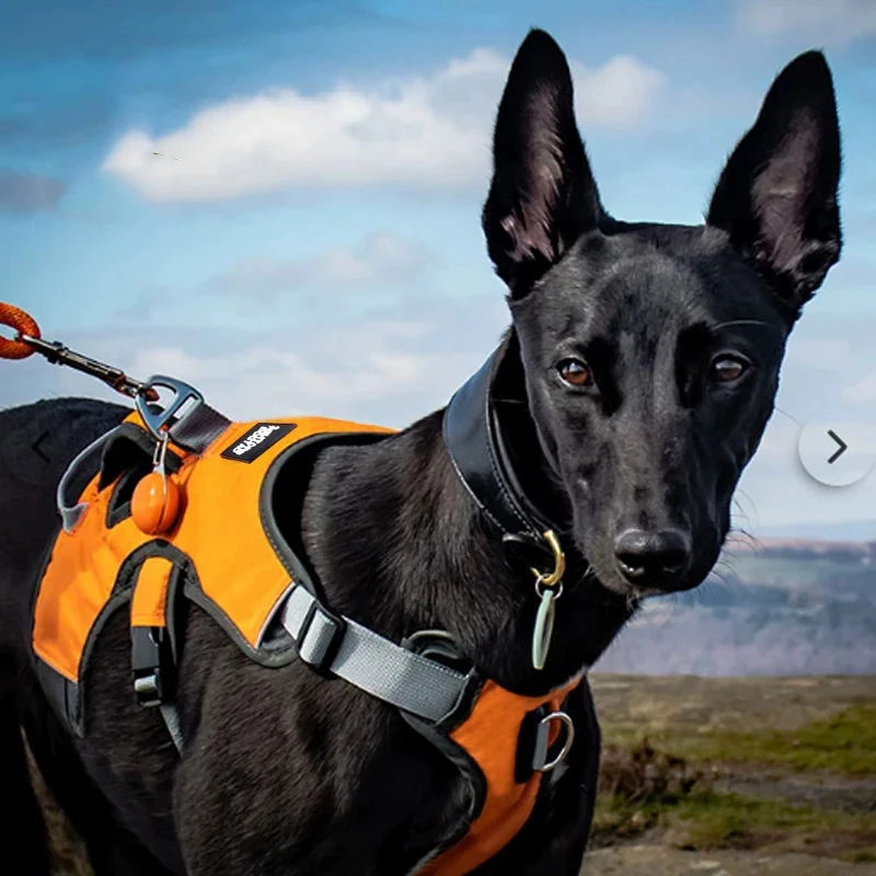 Large Dog Chest And Back Strap Summer Breathable Mesh Anti-Explode Shockproof Anti-Pulling Anti-Escape Pet Leash