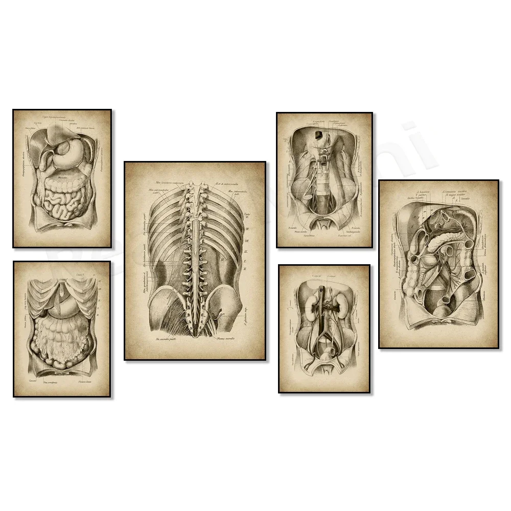 Vintage abdominal and pelvis anatomy poster, abdominal area organs drawing chest anatomy medical clinic surgeon office decoratio