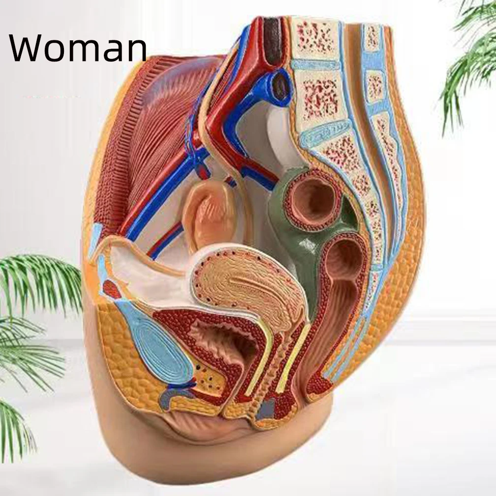 

Adult Male/Female Pelvis Section Model Medical Anatomical Human Science Lifesize Median Sagittal Learning Leaching Supply DIY