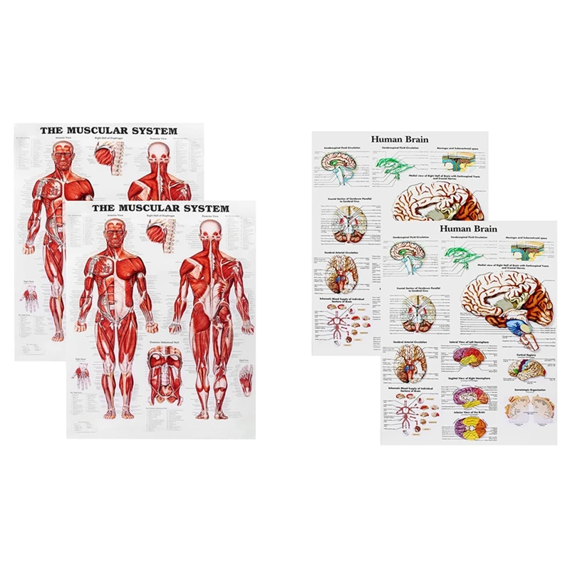 Cartaz de anatomia cerebral, gráfico de cérebro humano laminado de 2 pacotes, guia de referência rápida de medicamentos, humano