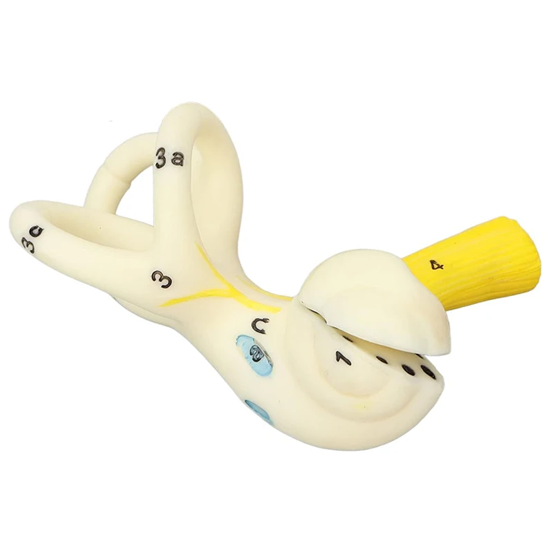 Labyrinthine Inner Ear Model Semicircular Canal Cochlea Anatomical Model Medical Otology Cochlear  Anatomy