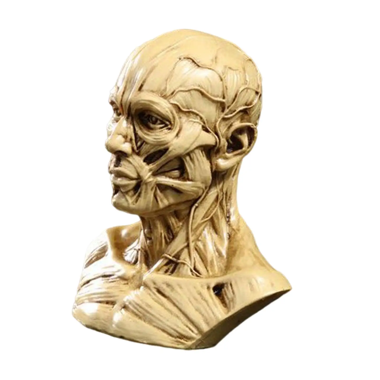 Human Model Crafts Anatomy Skull Head Muscle Bone for Medical Teaching, Artist Drawing, Display Collection