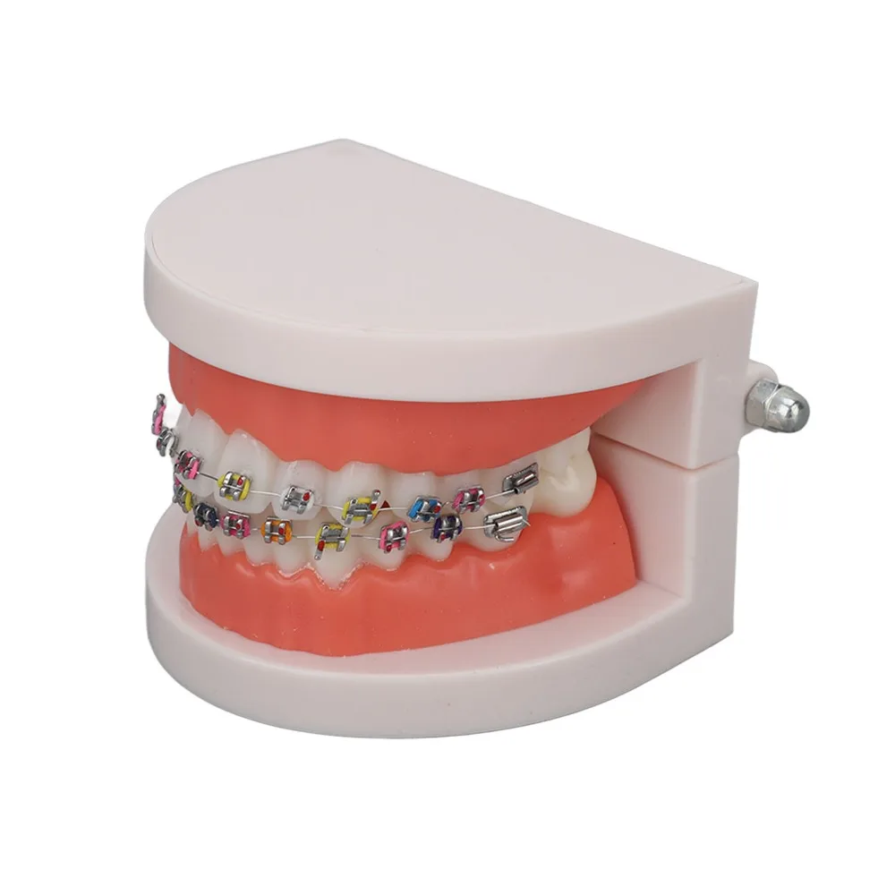 Standard Dental Typodont Teeth Model Demonstration Adult Typodont Standard Teaching Model Orthodontic Metal Bracket