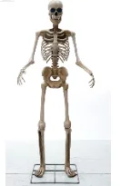 

2023 Holiday Giant Halloween props outdoor decoration huge size 2.5m 8ft realistic scary skeleton with animated eyes
