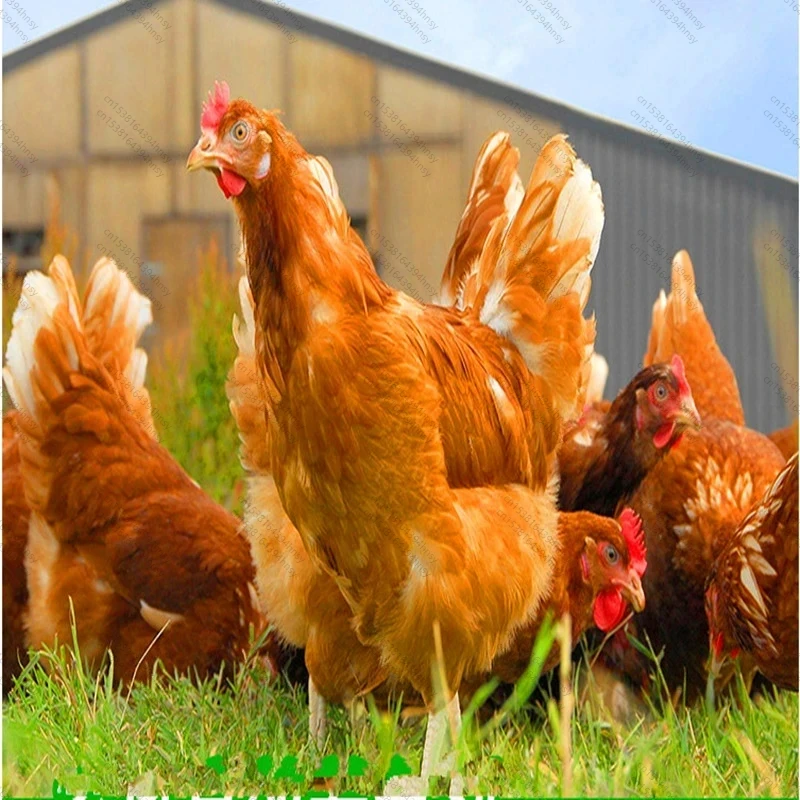 LOLO Polvere rossa di canthaxantina/aphanicina/carofilla di grado alimentare per additivo alimentare Additivo alimentare per animali
