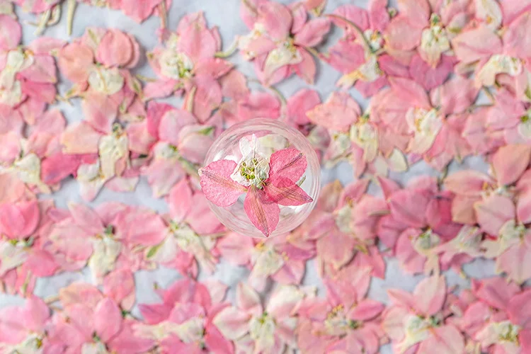 100 шт. цветов в стиле «гусина – обзор и цена Dried Flower Pressed