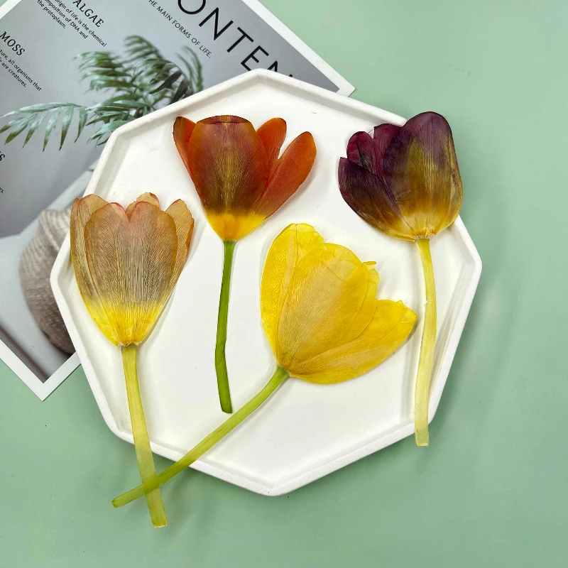 1pcs/10-15cm,nature Pressed Tulip dry flower phone case DIY flower table lamp photo frame crystal drip glue bookmark sticker