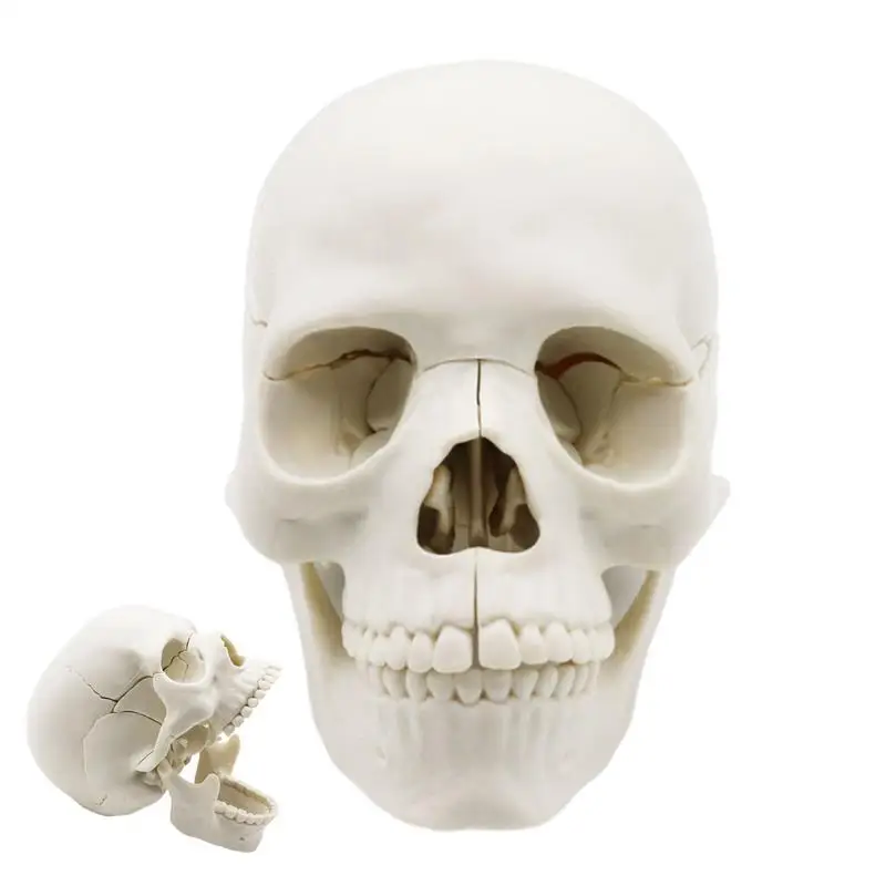 Human Skull Model 15-Part Life Size Skull Heads Human Skull Model Anatomy Upgraded Studying Skull Caps Human Head Skull Fake