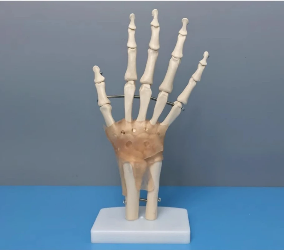 Human Life Size Anatomical Joint Model  Anatomical Model Skeleton of Hand Ligaments