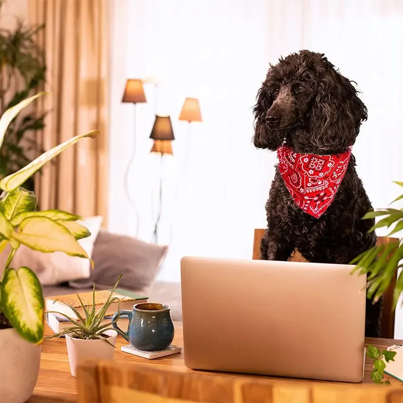 Collare Bandana per cani bandane per cani staccabili collare per sciarpa bavaglini a triangolo per cani lavabili collari per cani di taglia piccola