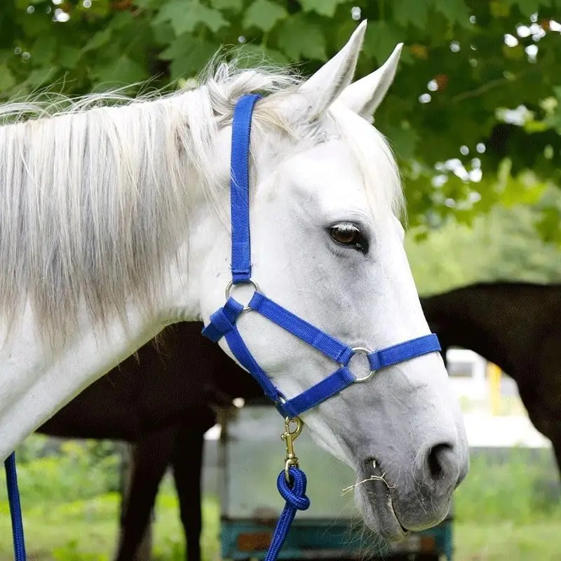 Reine per testiera da equitazione con briglia per cavalli Reine perni per testiera Forniture equestri per l'allenamento di cavalli e l'uso quotidiano