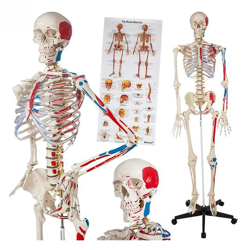 Medical Human Anatomical Skeleton Model