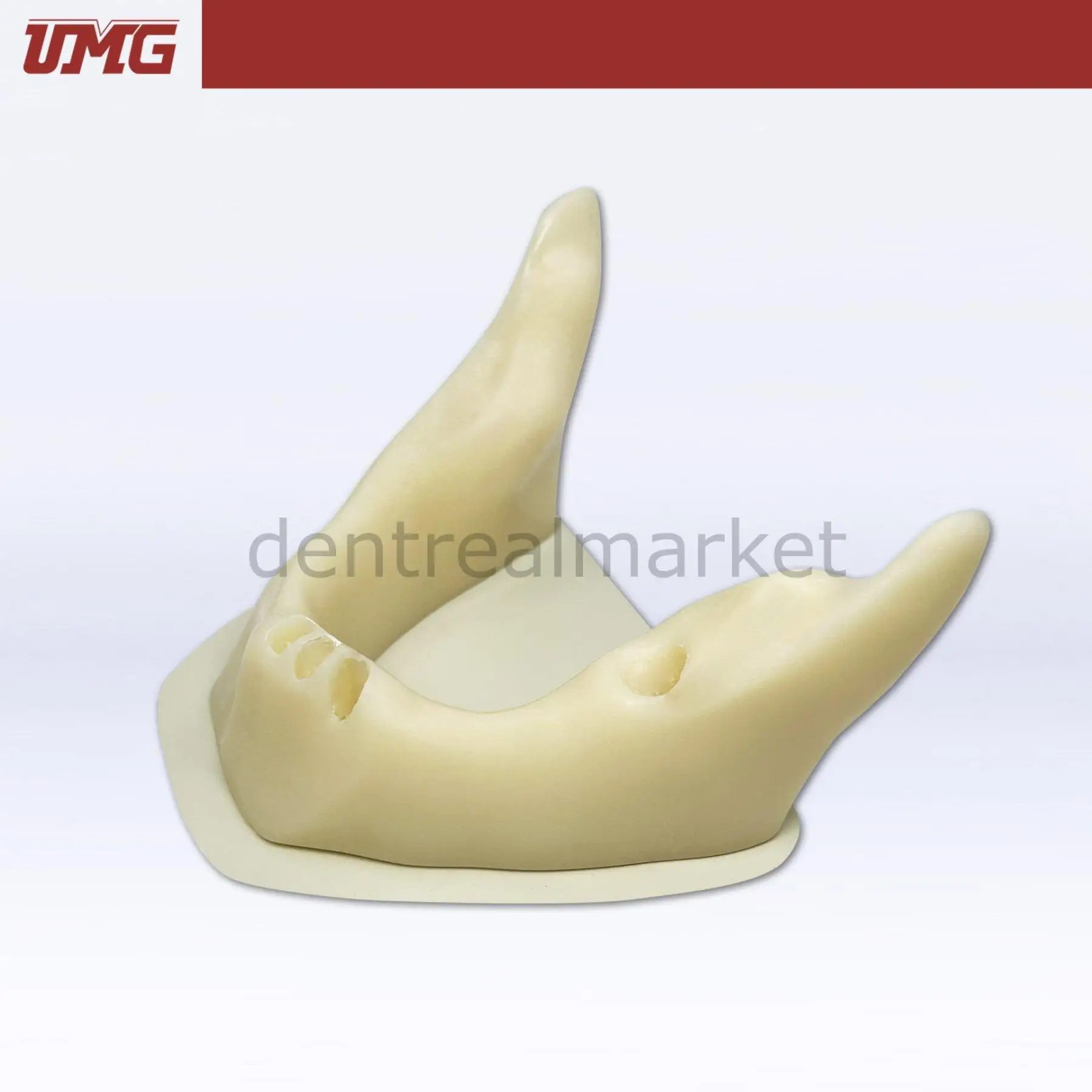 UMG Dental - Umg Model Anatomically Shaped Bone Mandible for Implant Placement Application - UM-Z8